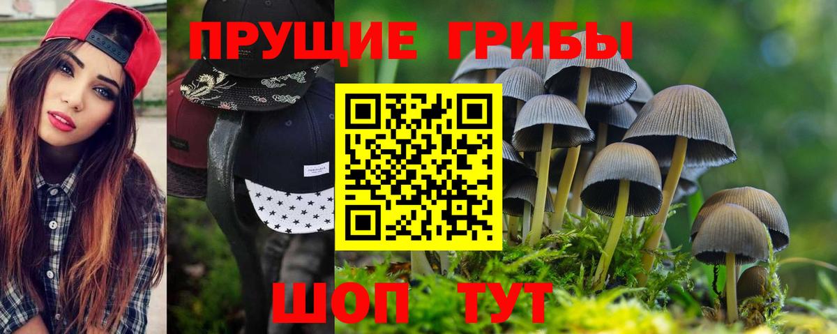 Новомосковск  Псилоцибиновые грибы Psilocybine cubensis  Вход с VPN 